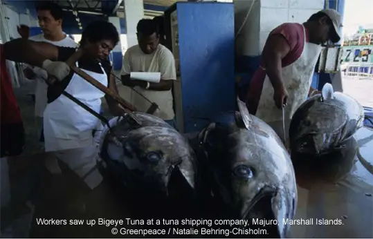 Bigeye Tuna cutting up