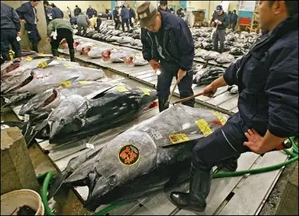 Bigeye Tuna quality check an Japan market