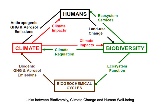 Biodiversity human wellbeing schematic