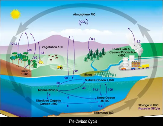 carbon cycle 
