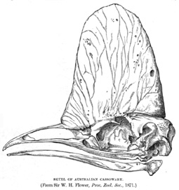 Cassowary skull