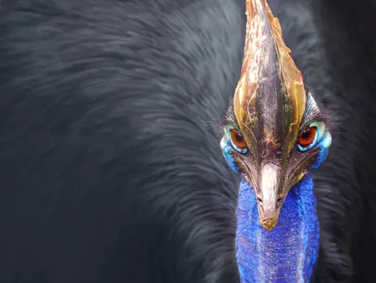 Cassowary head