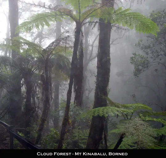 cloud forest borneo