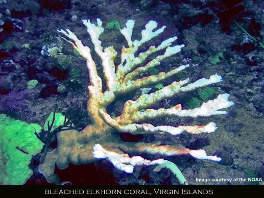 elkhorn coral bleaching