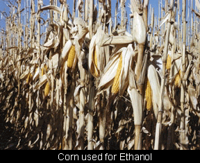 corn ethanol