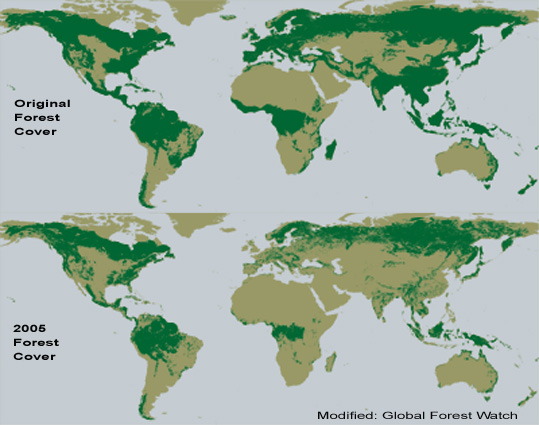 global forest cover map