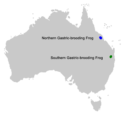 gastric brooding frog distribution