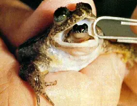 Gastric brooding Frog 