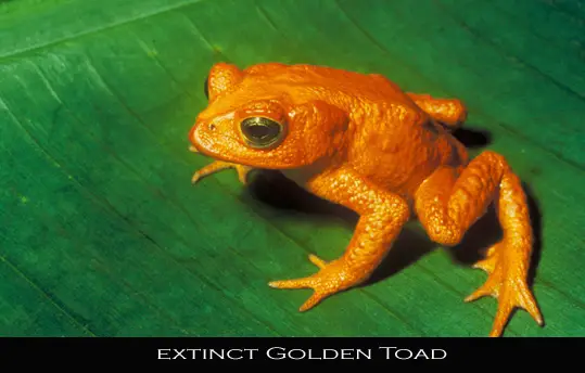 extinct Golden toad