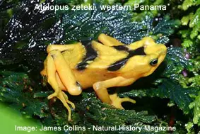 Harlequin frog global warming