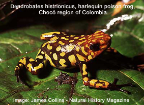 Harlequin frog climate