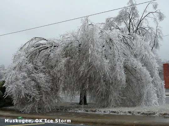 frozen tree Muskogee ice storm