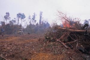 Indonesian deforestation