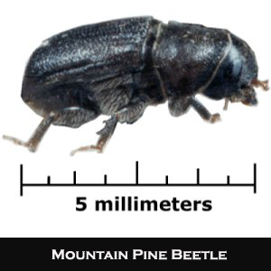 Mountain Pine Beetle, Dendroctonus ponderosae