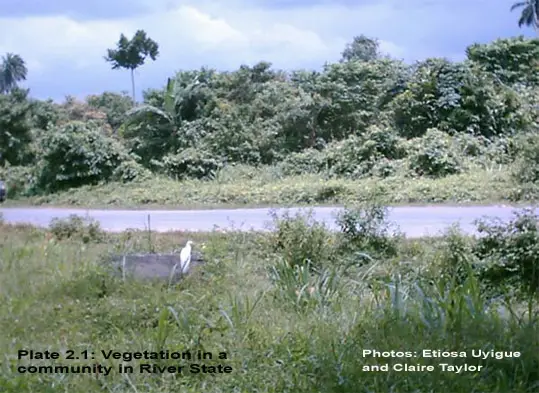 Niger vegetation