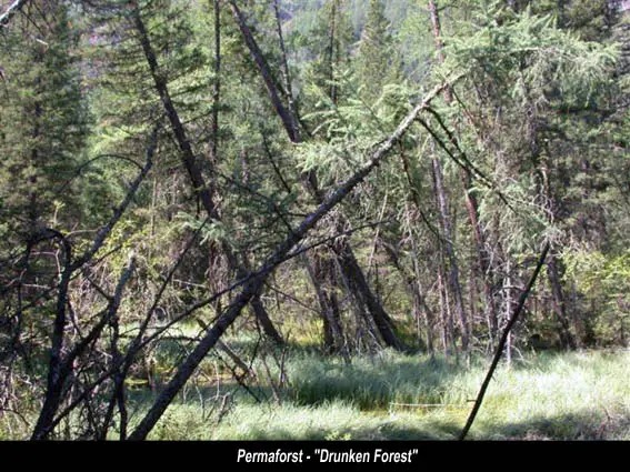 Permafrost Drunken Trees