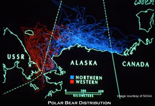 Polar bear distribution