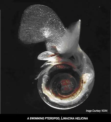 Pteropod or marine snail