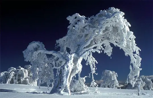 snow on Beech trees