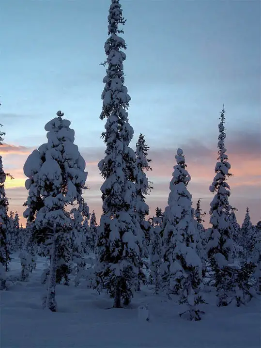 snow on Spruce trees