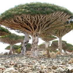 Somalia Scoctra