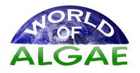 world of algae