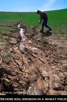 Wheat field erosion