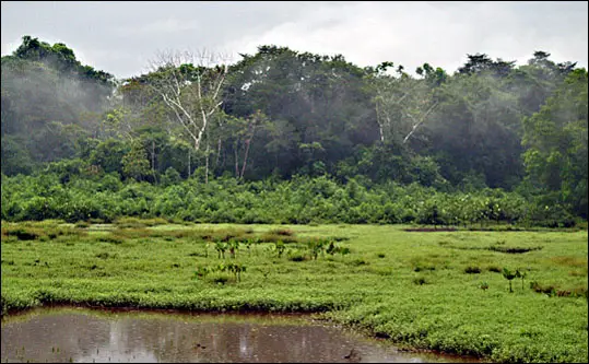 Amazon rainforest mist