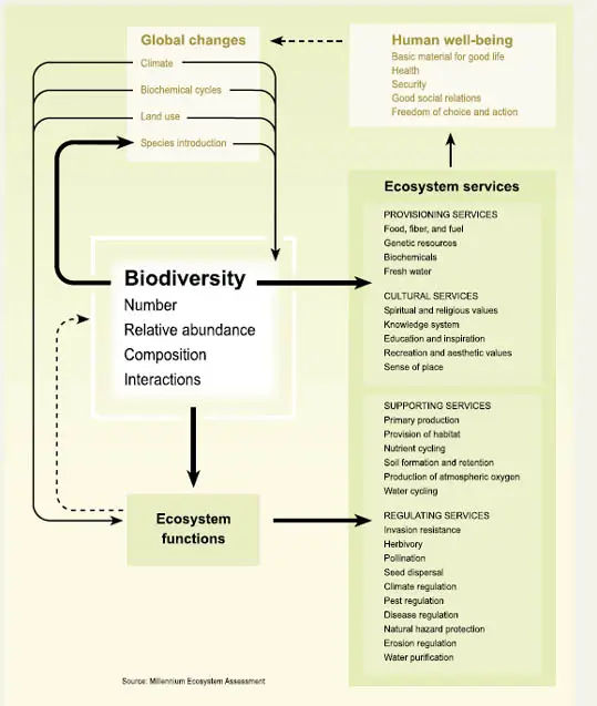 Biodiversity human well being