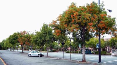 trees