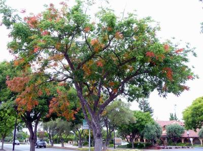 trees