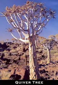 Quiver tree Africa