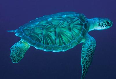 Sea Turtle