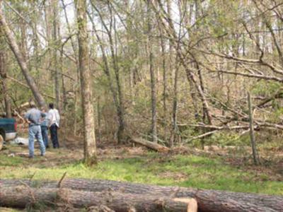 Cleaning up tree damage