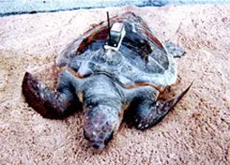 turtle satellite tracking