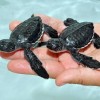 cute-baby-turtles-21601949